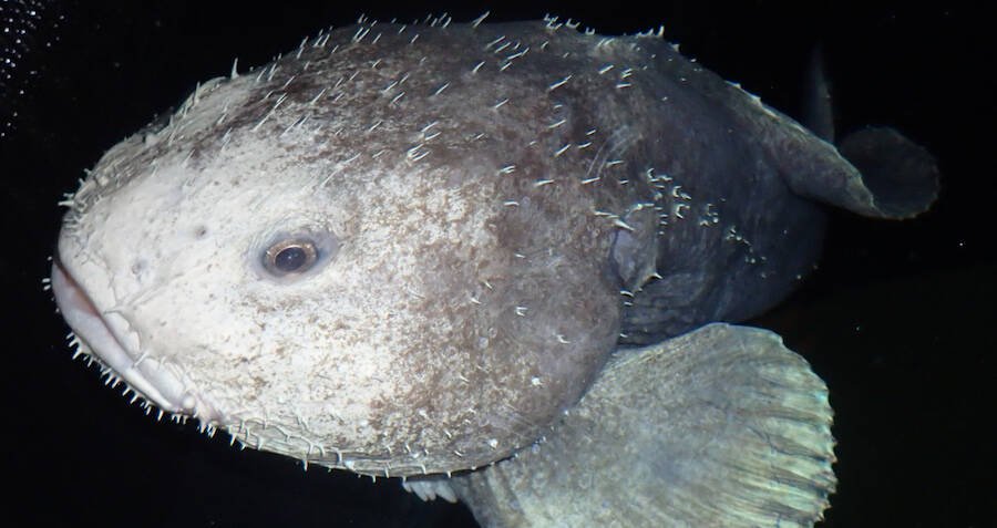 blobfish-in-deep-sea-darkness.jpg