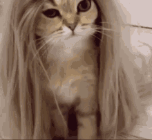 cat-long-hair-long-hair.gif
