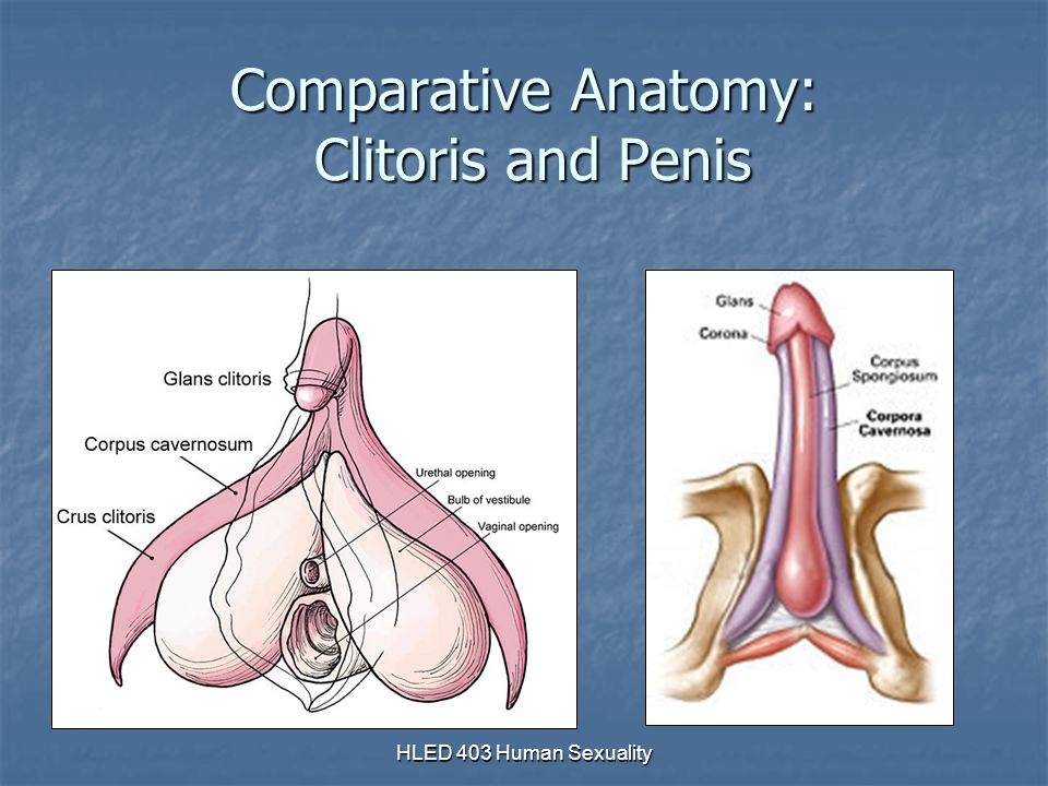 Clitoris-and-penis-comparative-anatomy-diagram.jpg