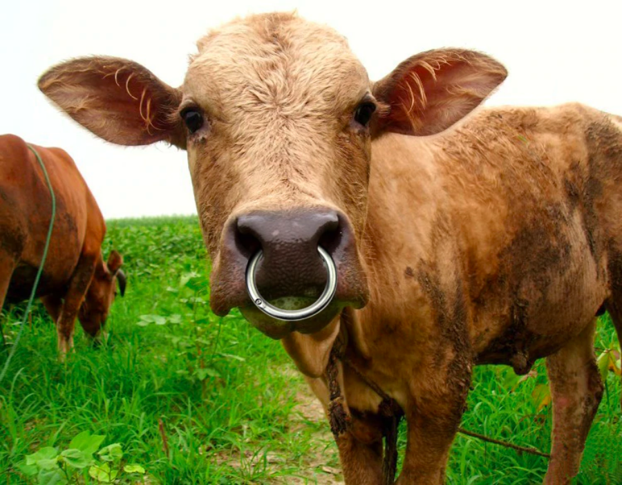 cow-nosering.png.
