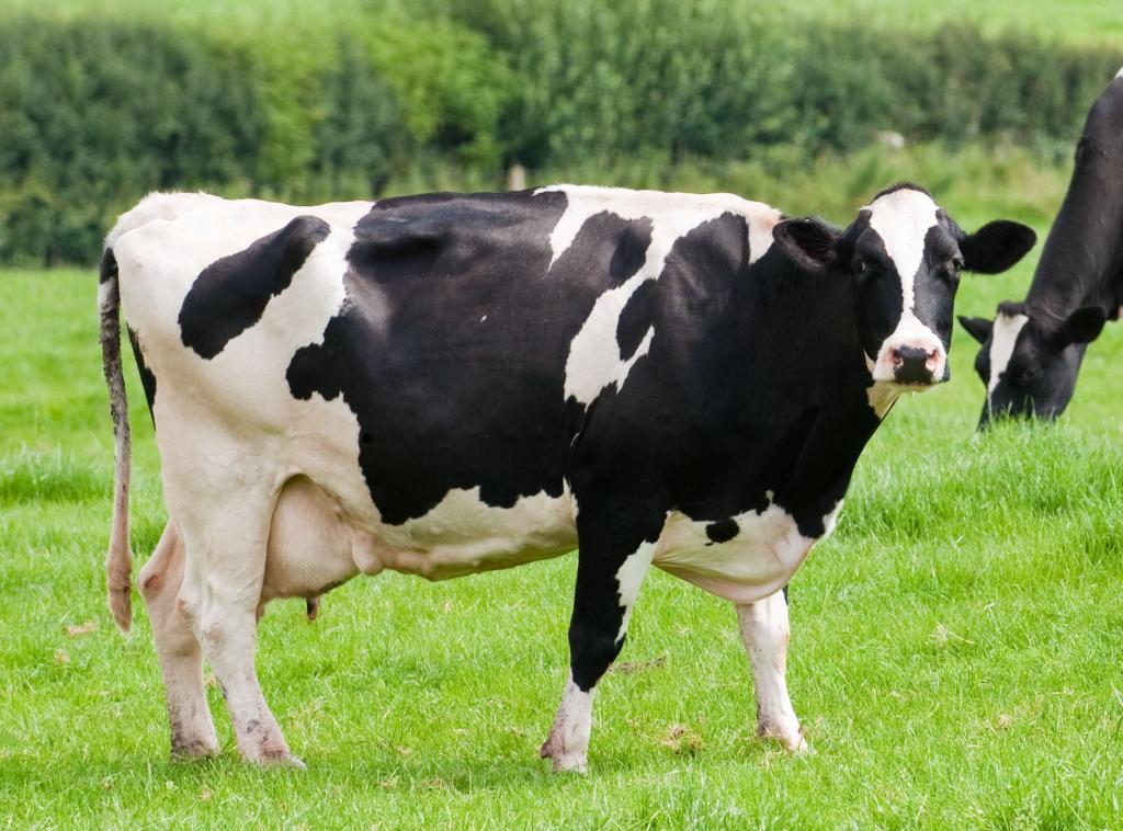 dairy_cow.jpg