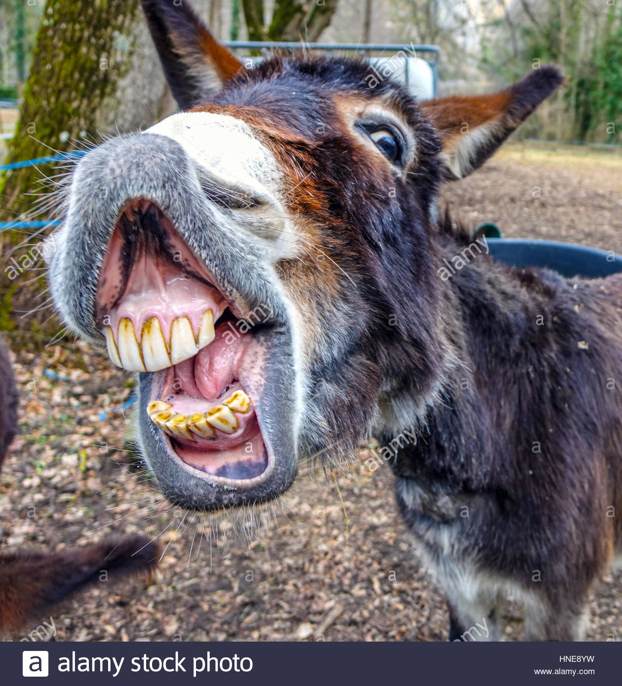 donkey-smiling-showing-big-set-of-teeth-HNE8YW.jpg.