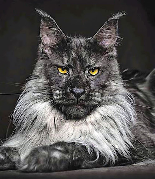 extreme maine coon.jpg