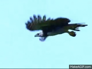 harpy eagle.gif