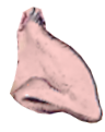 jew_nose.png