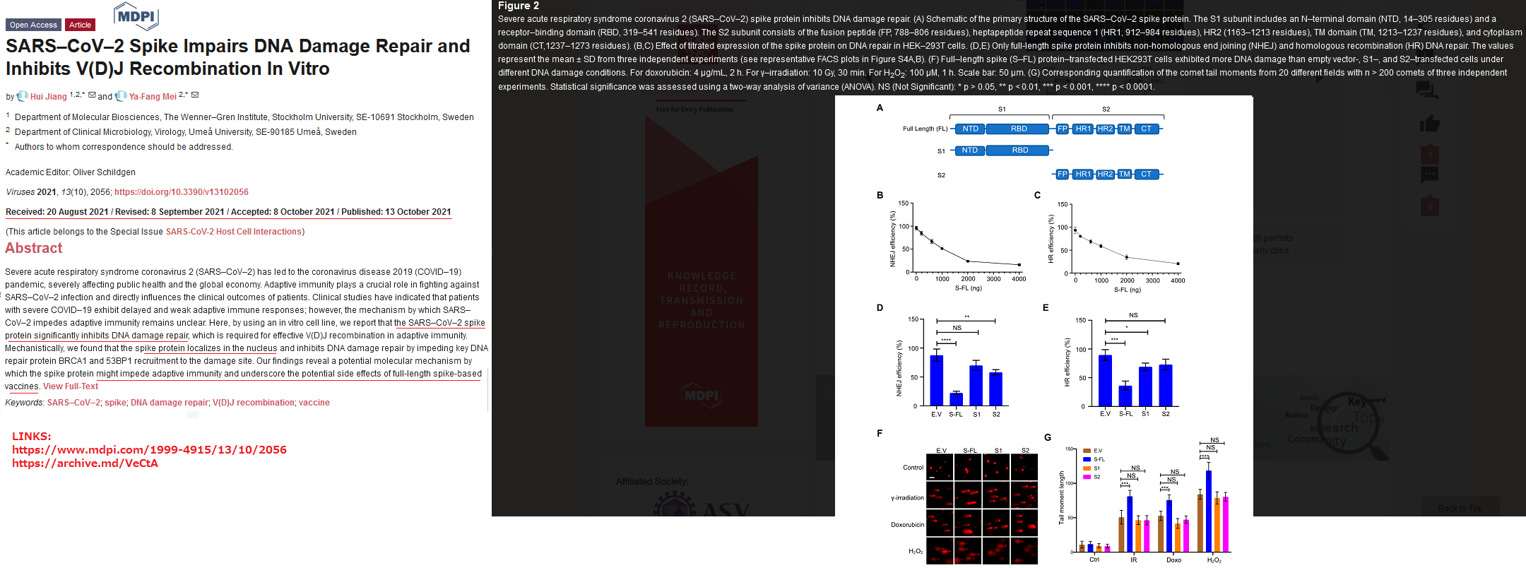 SARS–CoV–2 Spike Impairs DNA Damage Repair and Inhibits V(D)J Recombination In Vitro.png